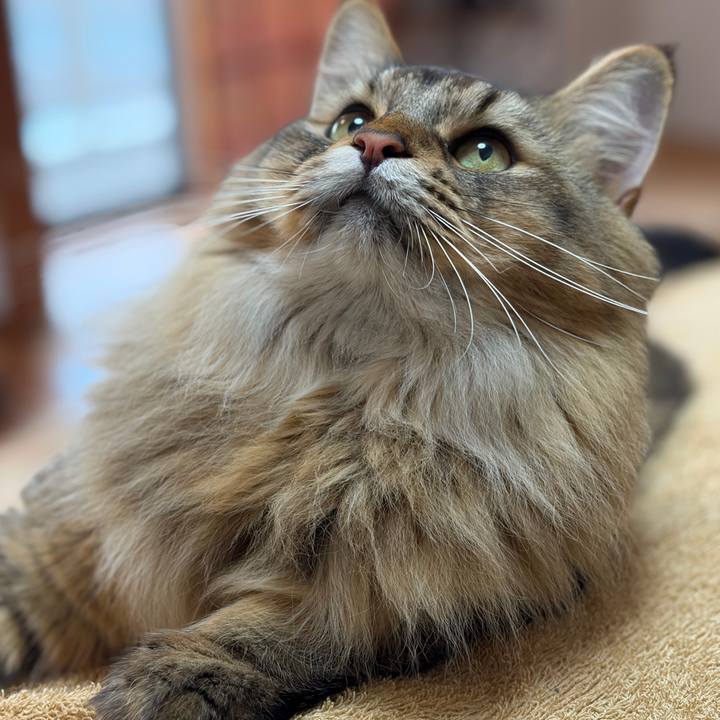 1e196472 9bc2 43c2 8c3f 27e4e9c5784d 1760398846164