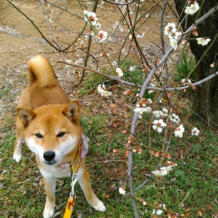 1e19a9d4 5903 46f3 9b17 f52f8cce207a 1520212546476