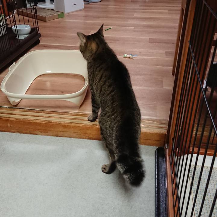 1e19bc19 4106 48d1 ab3a c16e4806bf76 1541159514071