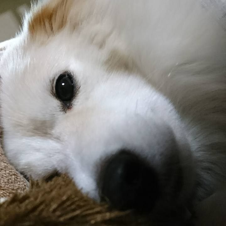 1e224ba8 5ca4 474f 91fd 02ed1ea098c7 1511384158652