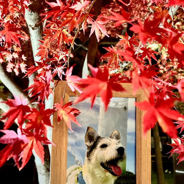 1e27a1e1 f164 40af 8b87 eea0320405d0 1763996213725