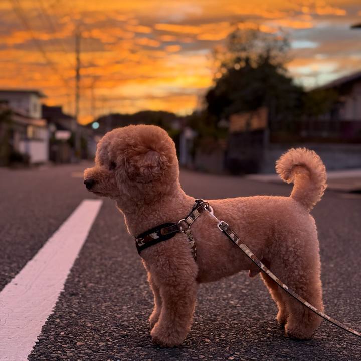 1e2a052e 46d6 4f19 9c15 4c64d499d45a 1761124946171