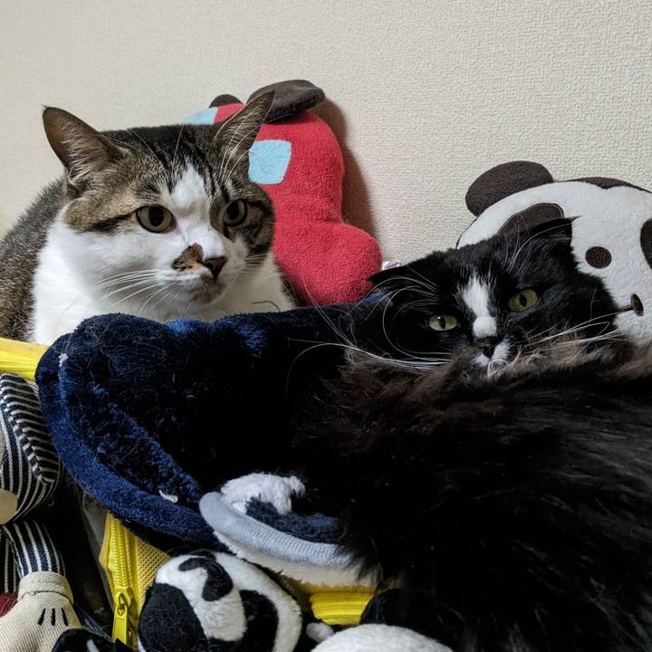 1e2dc3e6 9629 4c63 a1fe 3d31f99f1a49 1708676059543