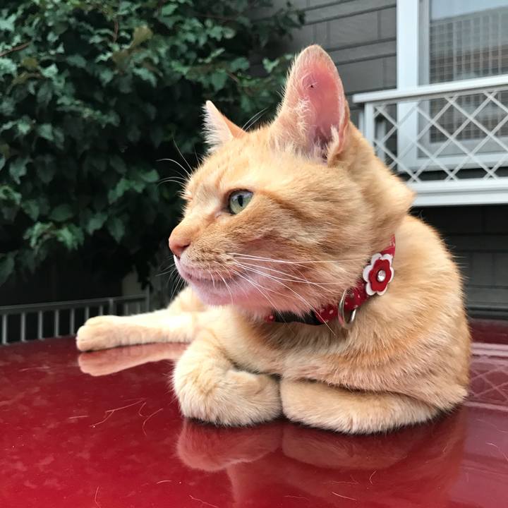 1e2feaeb e71e 4431 8ed0 d4d5f23ab48e 1597026349422