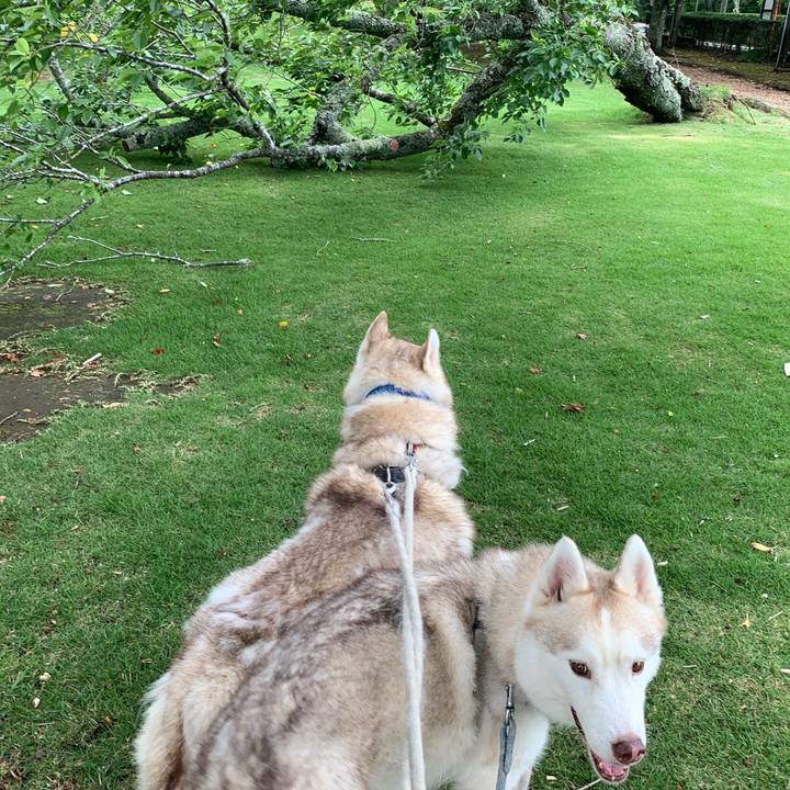 1e31c9e8 ec27 47fe b253 e08f107fa373 1593917462910