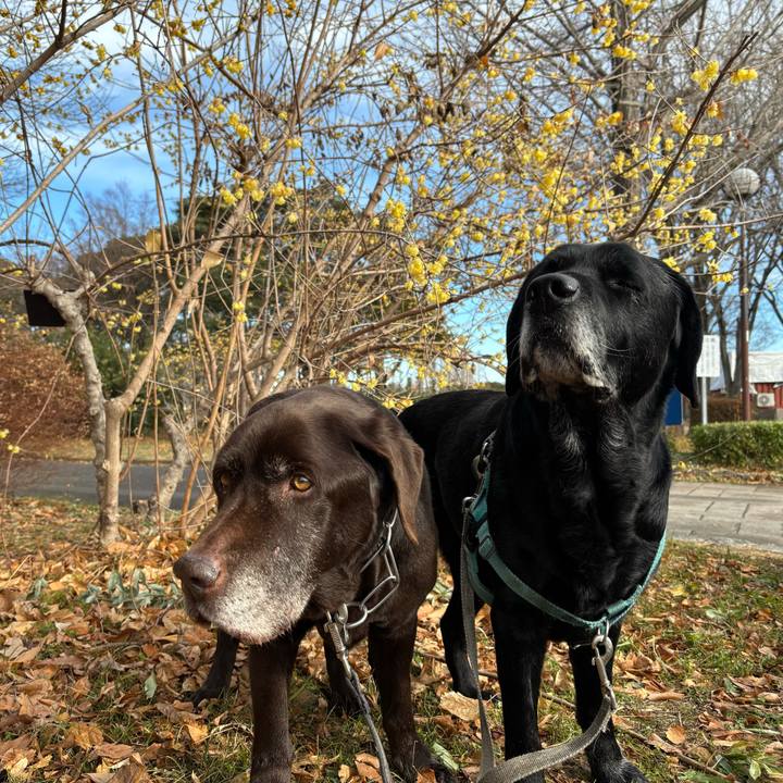 1e366da2 cf38 45d0 9108 8607367573f8 1769431243943