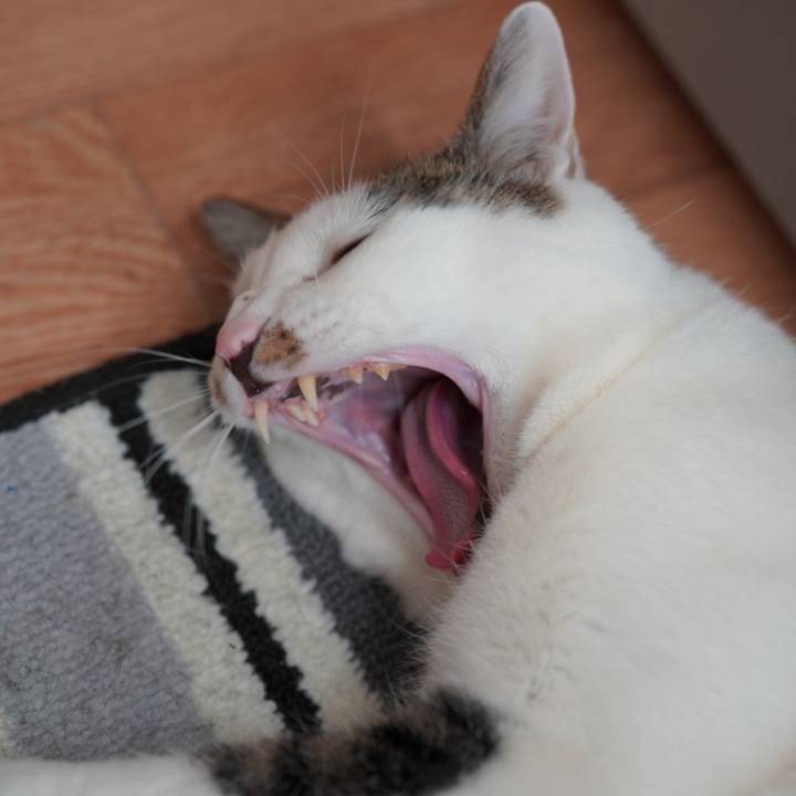 1e373e62 8bb8 4977 a99b 812b3598968e 1618495881607