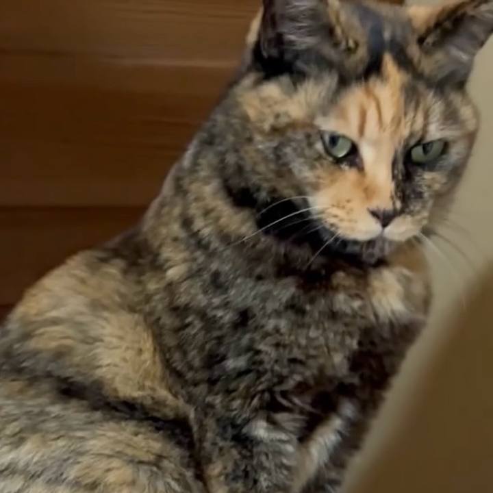 1e38c8c9 32f6 41ea be85 df0cca24a09b 1766753703126