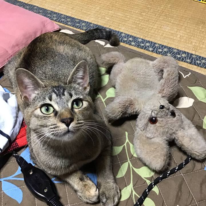 1e39255a a191 429b 991f 33b602aad949 1577185329351