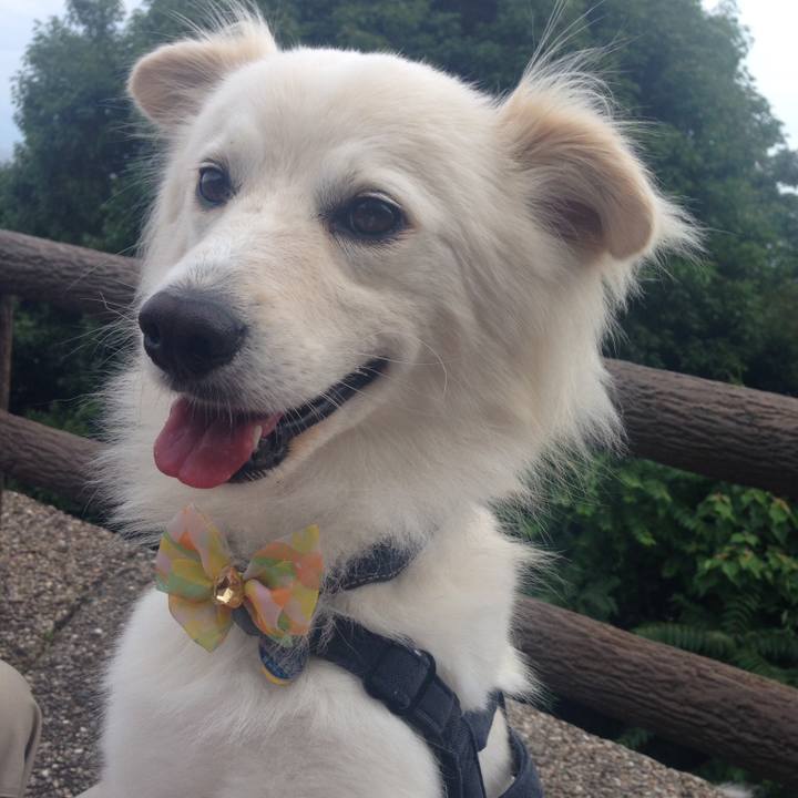 1e393d9c 0989 4f9e 8411 e65a822afe07 1528188303303