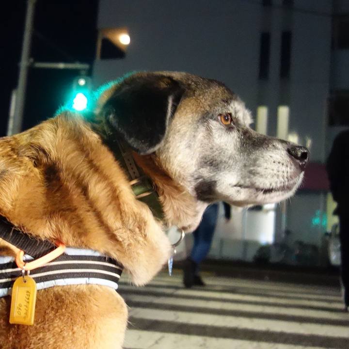 1e3dc3b5 737f 43db b209 94efb590e4b2 1553599274180