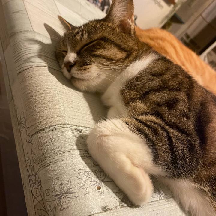 1e432fdb 717c 4352 bfcc dd6df659a982 1626455557581