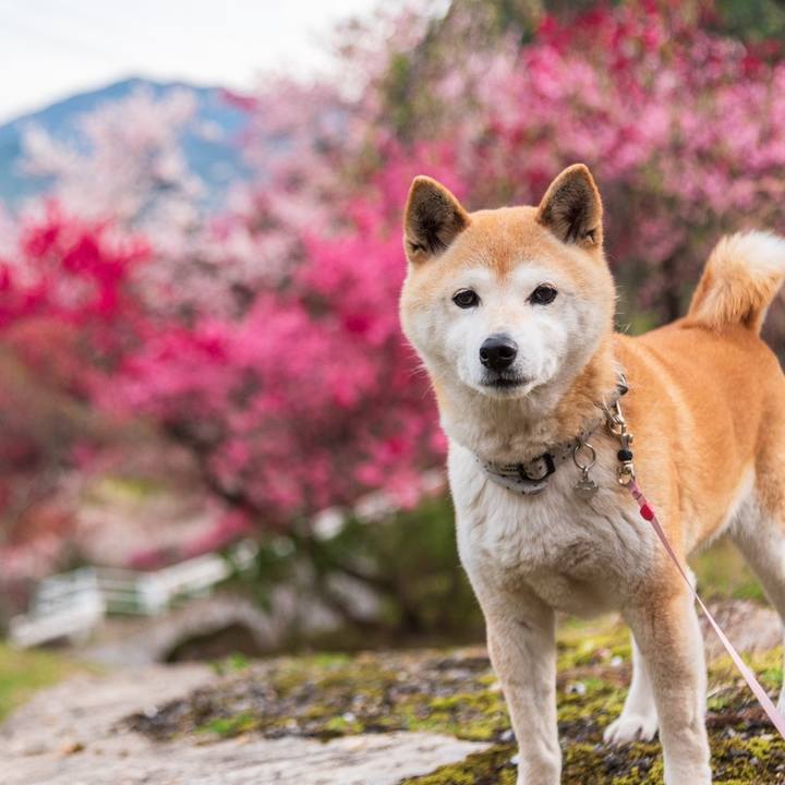 1e4880a7 da7d 41d6 a29e 5846adcd4a18 1618719822066