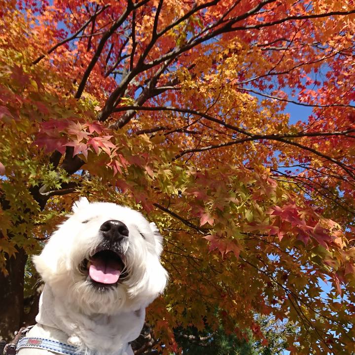 1e49817d 0bde 44df 99f3 d6237bd79ed7 1541336389570