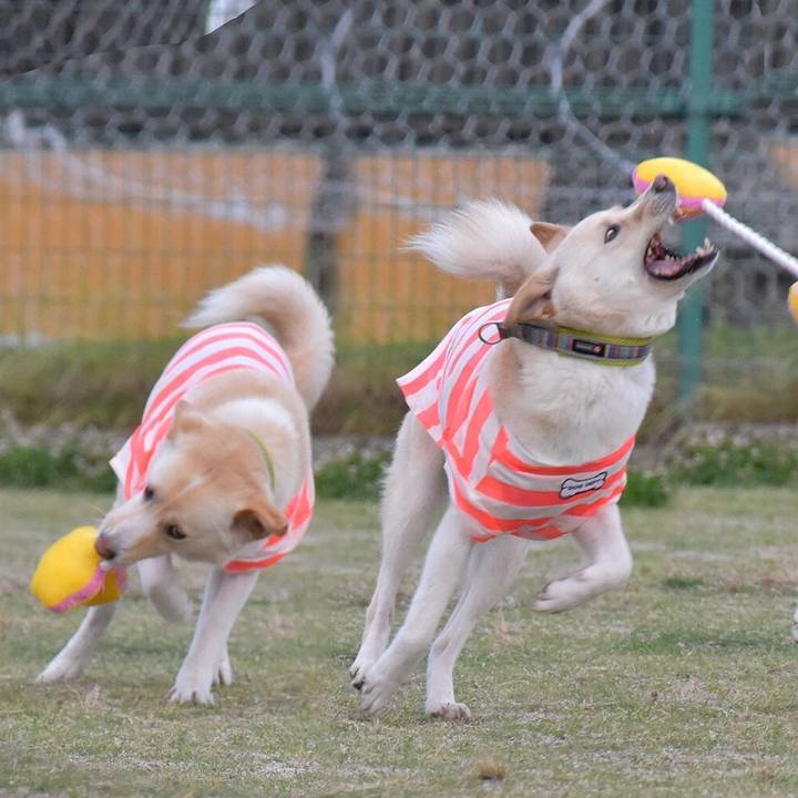 1e4a6319 1a95 41ed aa7c b8185be2ae81 1528025486774