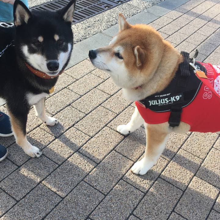 1e4b0c68 9cea 4852 aa70 388a5104c508 1575193194757