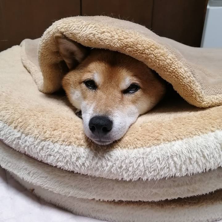 1e4ea0cd 0448 4695 8a10 8b6c99a35c2c 1603206414507