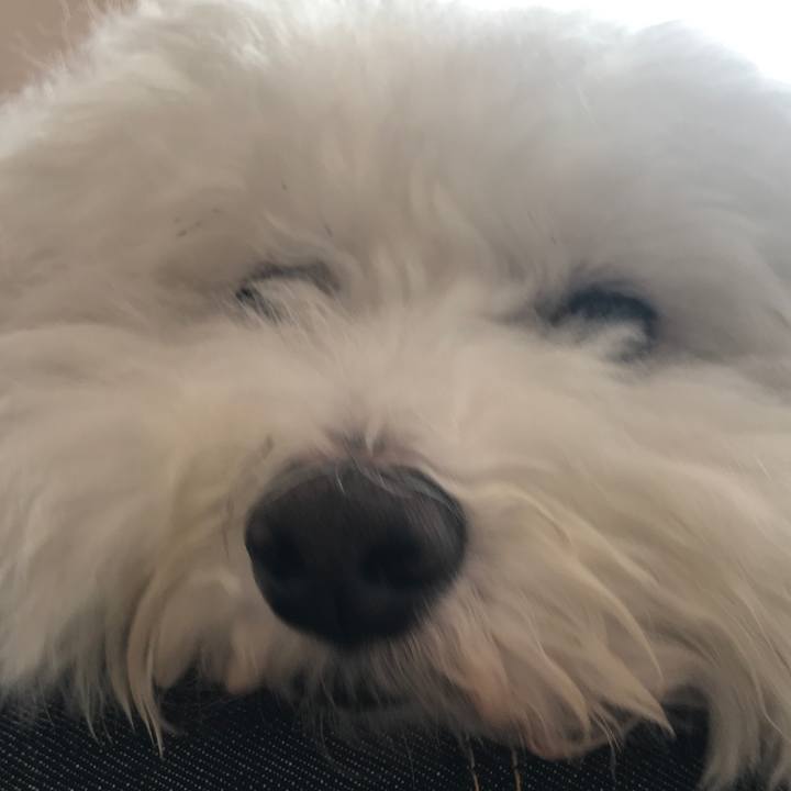 1e51830e d96f 46a1 a7a2 9449798ec92c 1543032328696