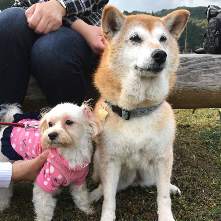 1e51ad2e 5a16 4212 ae1f b725703b442a 1508503640650