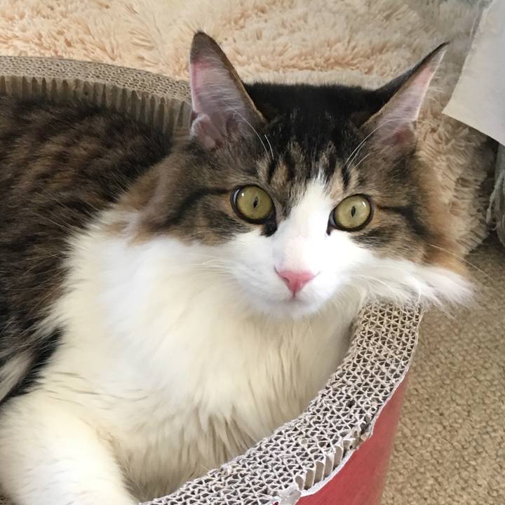 1e51c9a1 ffba 4c0c 880a 10a87714d8e5 1523758743829