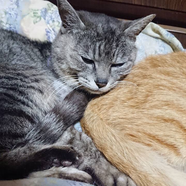 1e5297b8 8ac9 4803 b3d1 581d8b54ecf7 1590754318693