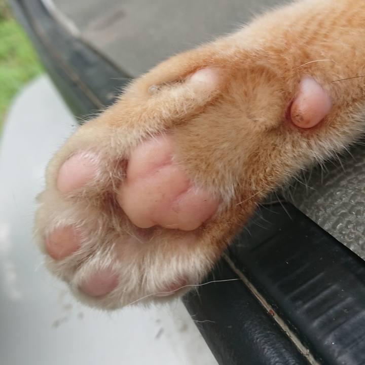 1e52f44e 8c59 42a3 a9bf 3ec47b1c3fda 1596959614347