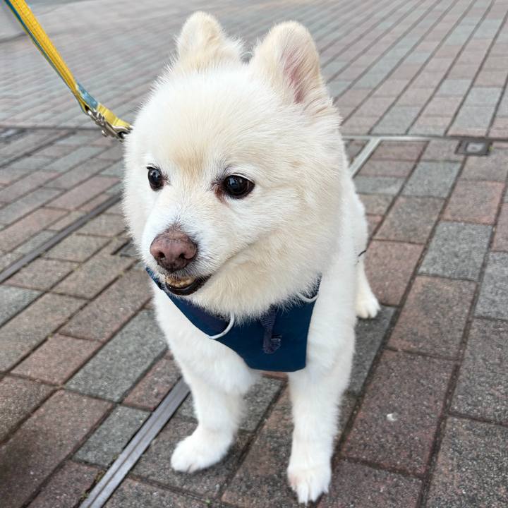 1e53ef0a adc9 4ce6 8451 c8e556aca3ac 1775998163589