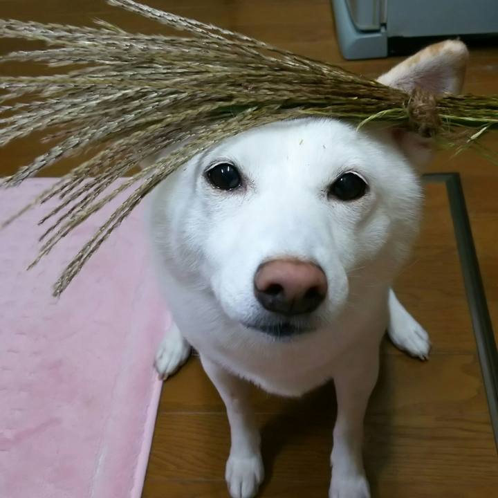 1e55991a 1da4 4e91 8495 bc437044ca65 1537961139354