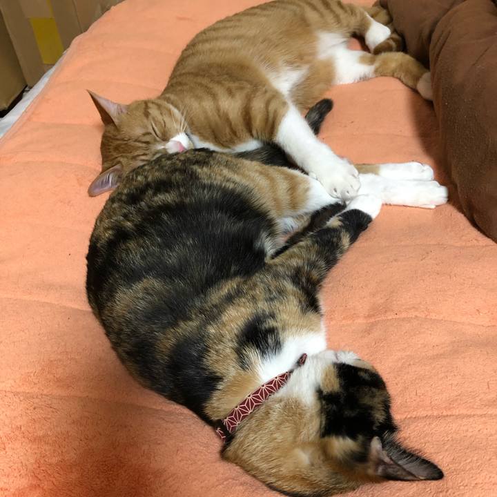 1e57fab4 69cc 4819 90a7 e24c1769996c 1582286970719