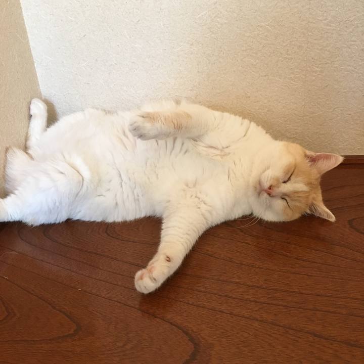 1e5cae89 afd2 4f77 a7ed f56cd56a038d 1531601274144