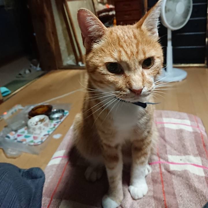 1e6313c6 9cf0 4836 b42f 2a87d3c76164 1598734494330