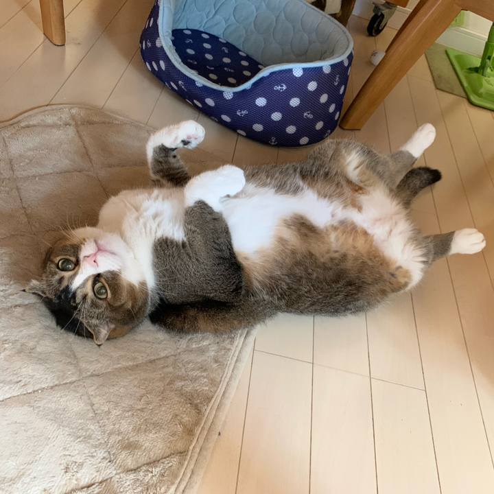 1e6346c5 de59 4c73 b135 5bb766fc75ab 1574558121855