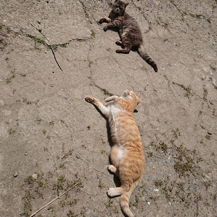 1e65432d 9d6c 4144 96de a35b0b735466 1556941336224