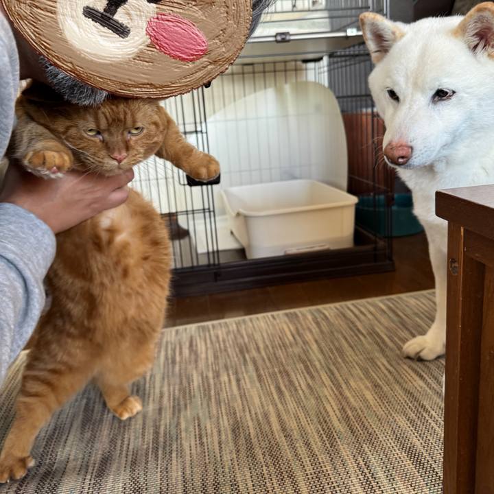 1e65a404 219d 4afa 9256 d012d0aef414 1737171322238