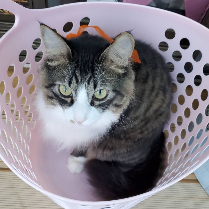 1e698b74 4056 42ca 8d2d e23a60fd7c65 1698787933614