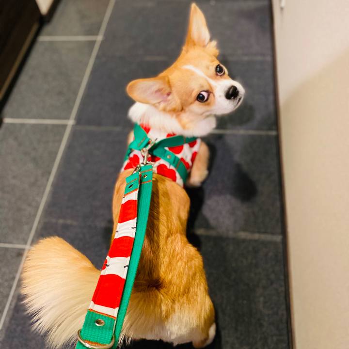 1e6e47db 9825 4a41 82d4 73d54bec644a 1585097578344