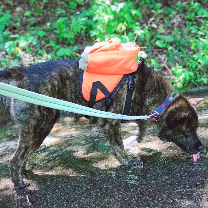 1e6fb336 0a87 4ff1 a39a 8f6e72acb411 1526816807718