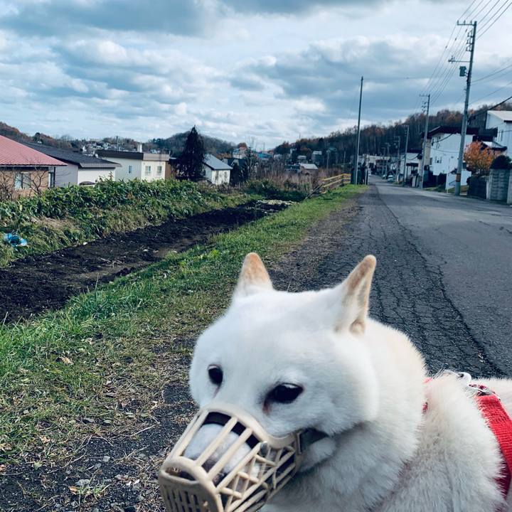 1e70b614 a8f6 465a 8056 ced043570f69 1605578889927