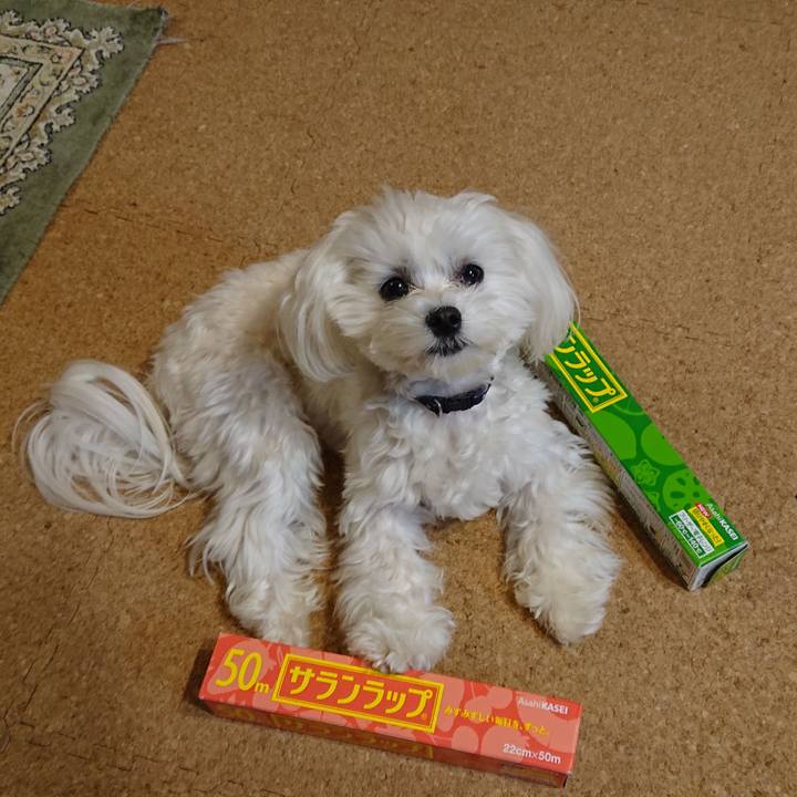 1e71dbe0 3b8c 4198 87ea 1212c9d50a81 1585317224350