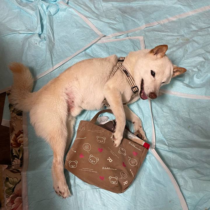 1e741ec4 9199 4ce4 a8a8 d91d1ceba291 1649258384603