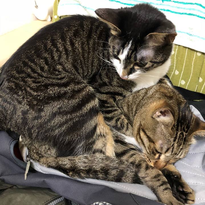 1e746433 5a76 4ea9 bf04 e8c18ccaca03 1521886398468