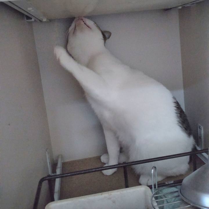 1e74b7b0 7dfb 4591 a545 bbcadccdb5d2 1742697672114