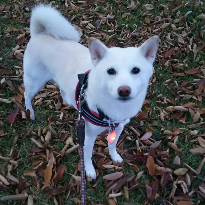 1e75bfd2 dad6 4ebc 8539 68de17d1d160 1541495520905