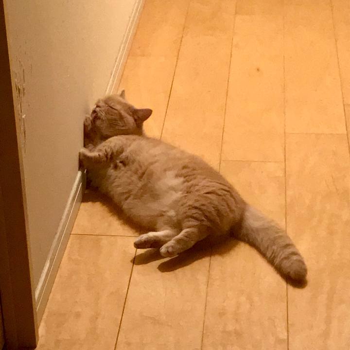 1e765a56 7c7a 4461 9e31 58f9ba974687 1545656376087