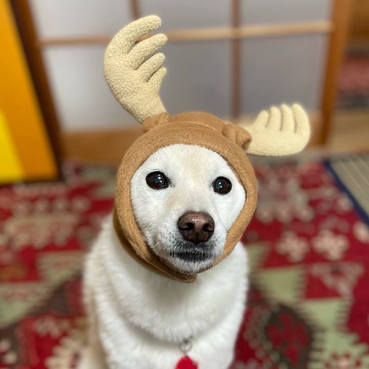 1e777922 201d 4325 825c 5e050ee97ad8 1766552023686