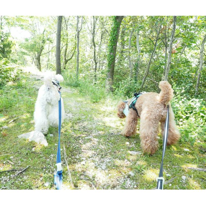 1e790cac 6e50 415f b874 73d3616c3a8a 1527388588798