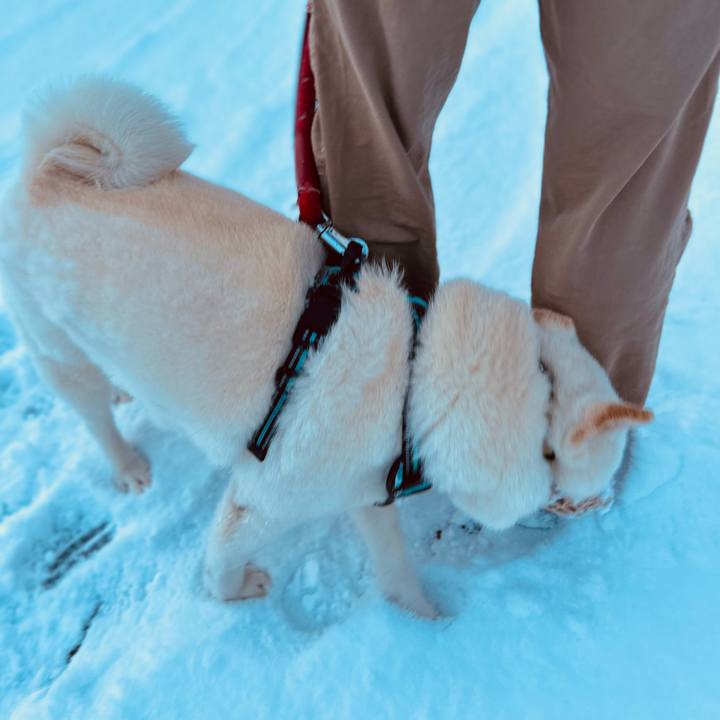 1e793e0c b683 4bdf 84da 77c39df53bef 1732918434152