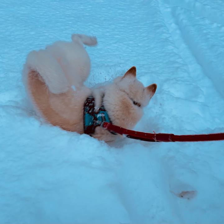 1e7cb0cc 9b93 4370 9fa8 a85c9010477c 1733869445536