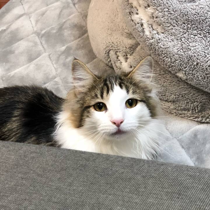 1e7f3512 5bcc 4228 850c 8366107b4fdb 1518778079711