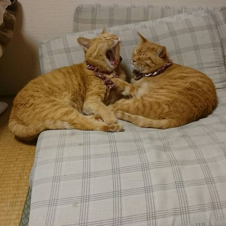 1e8025a7 5189 4959 82b5 ef99bea613ef 1528236811951